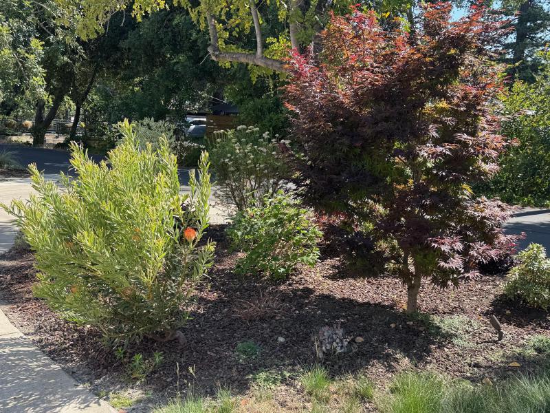 Front Yard Refresh in Palo Alto gallery image