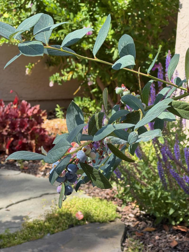 Front Yard Refresh in Palo Alto gallery image