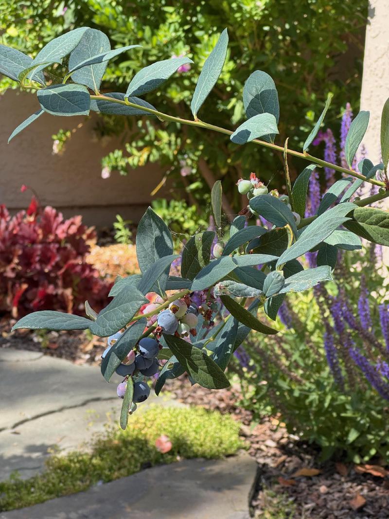 Front Yard Refresh in Palo Alto gallery image