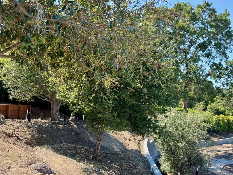 Hillside Transformation in Los Altos Hills
 gallery image