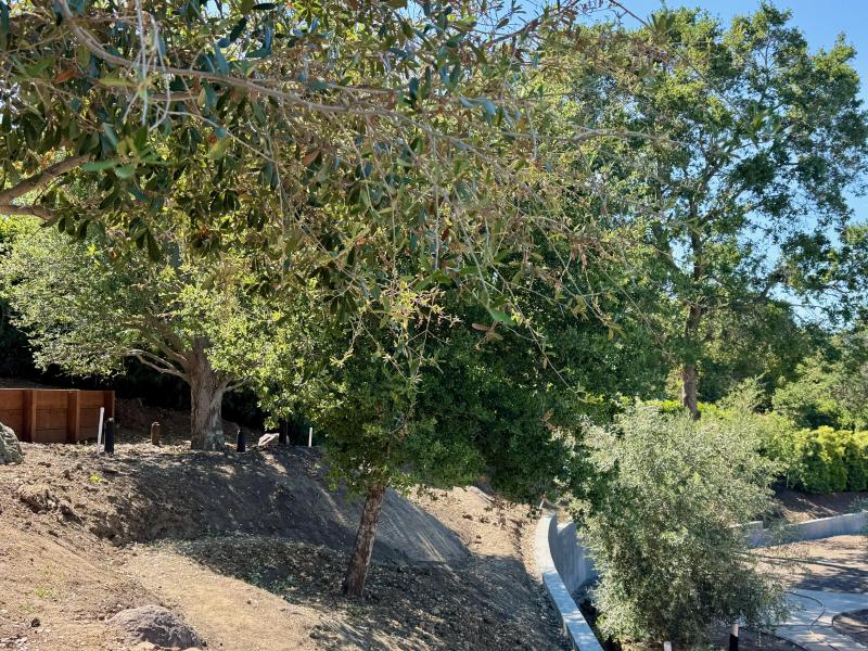 Hillside Transformation in Los Altos Hills
 gallery image